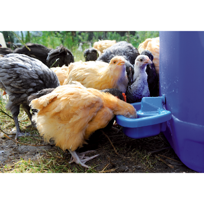 Bebedouro para aves de montagem própria