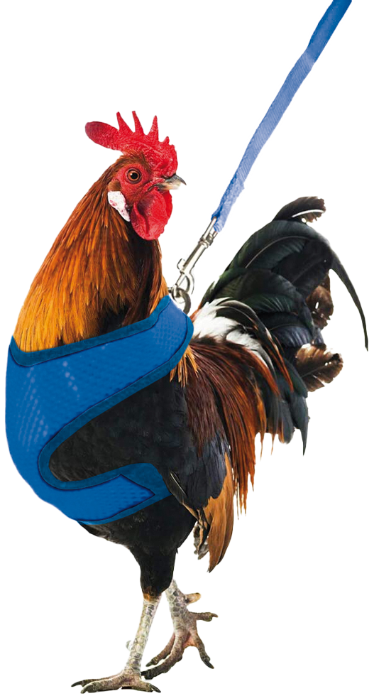 Armadura de Galinha Gaun