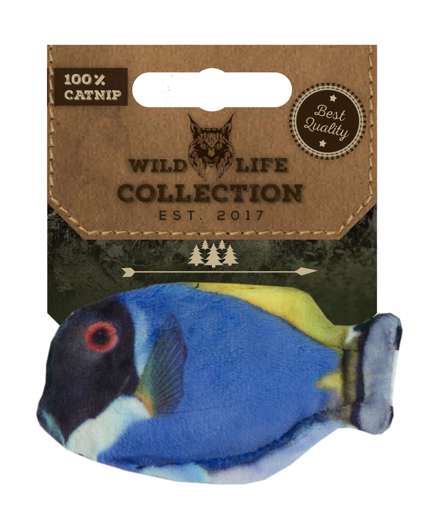 Peixe cirurgião azul da vida selvagem