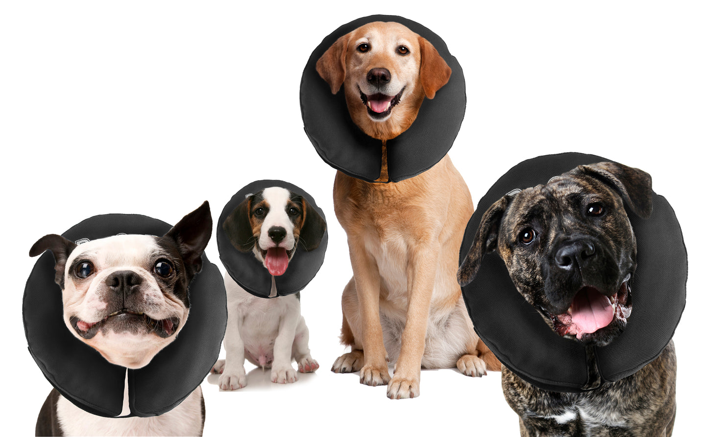 Coleira Zenpet ProCollar XXL