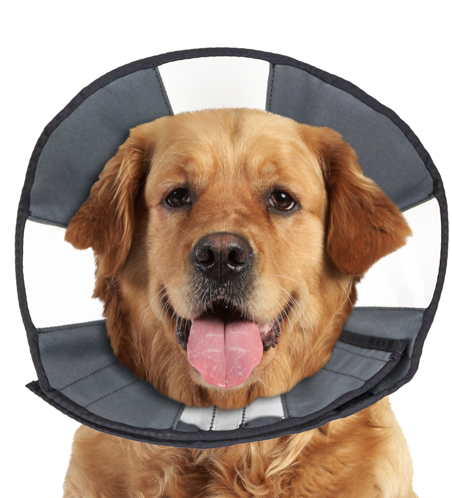 Zenpet Procone