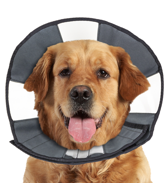 Zenpet Procone